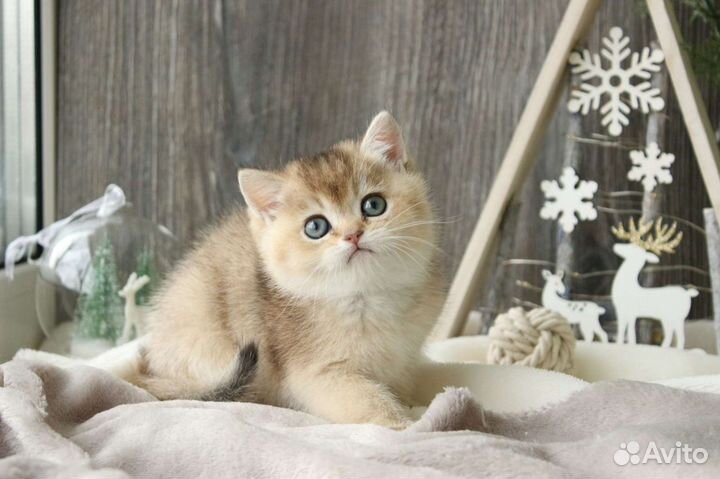 Британская короткошерстная кошечка