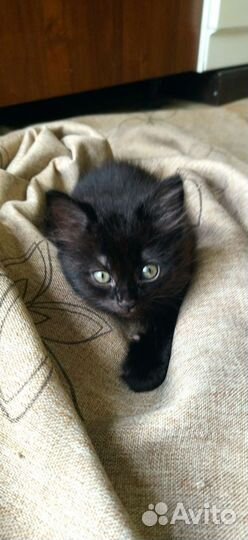 Котëнок с доставкой