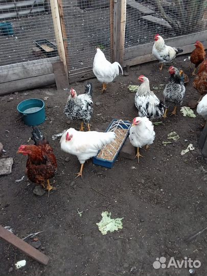 Индоутки, петухи