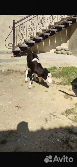 Коровы дойные молочные
