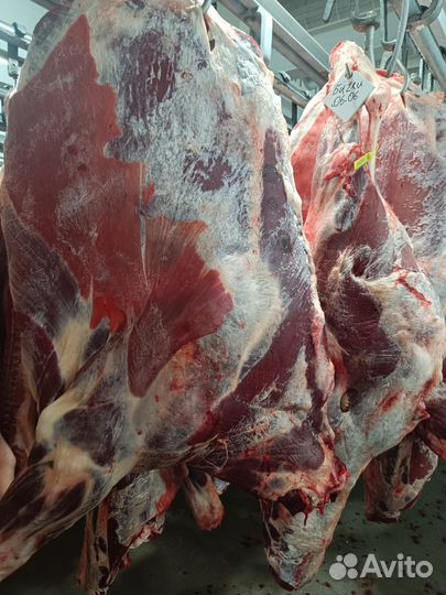 Мясо говядина в тушах