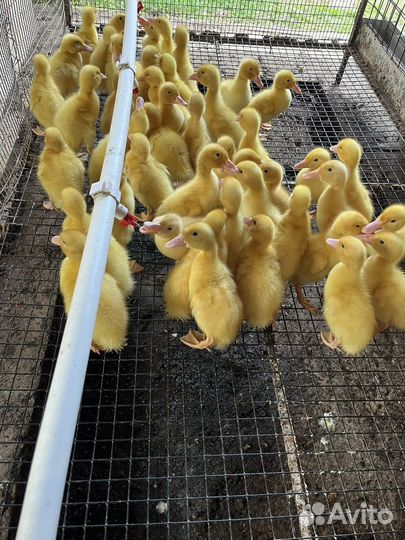 Утята, гусята