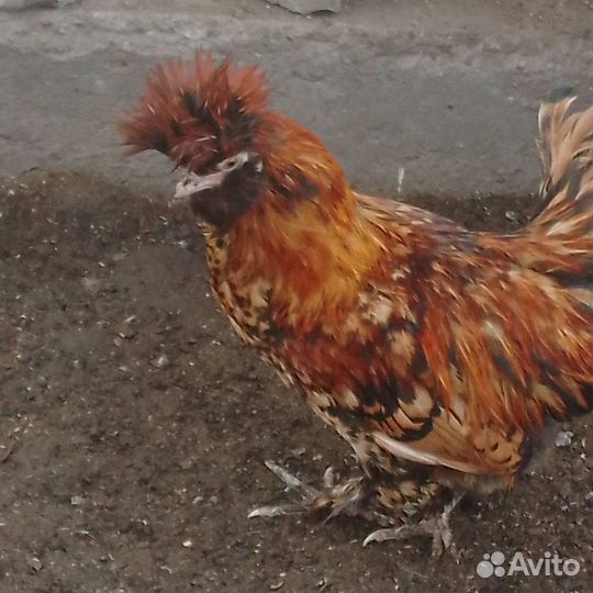 Петушки молодые