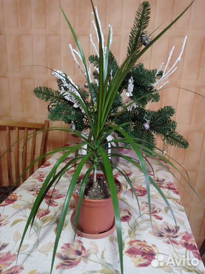 Драцена