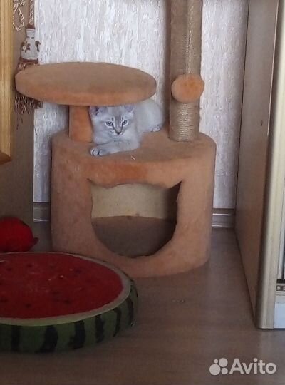 Тайский котик