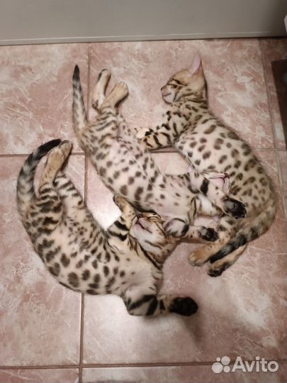 Бенгальские котята