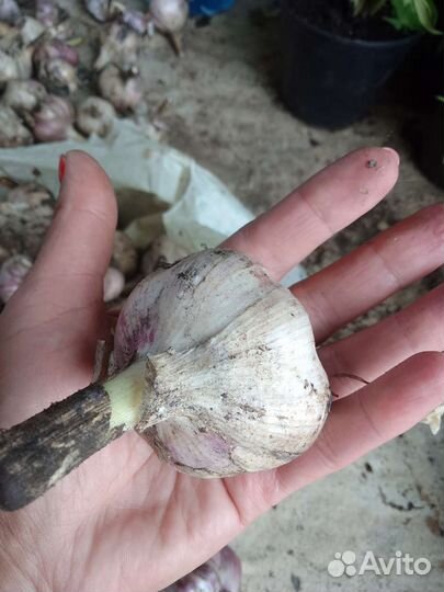 Чеснок зимний крупный