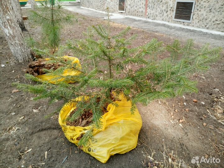 Саженцы Пихты, Кедра, Ели