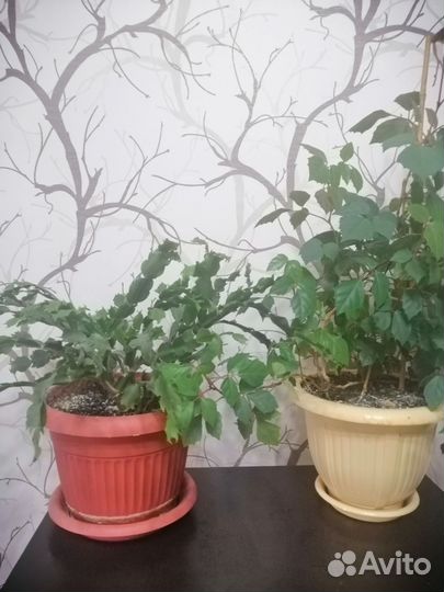 Комнатные растения