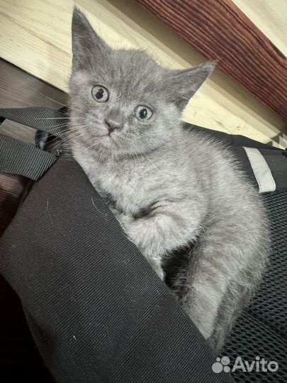 Кошечка от родителей шотландской породы