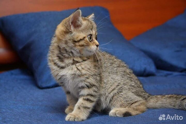 Британская золотая шиншилла ny24 Котик мальчик