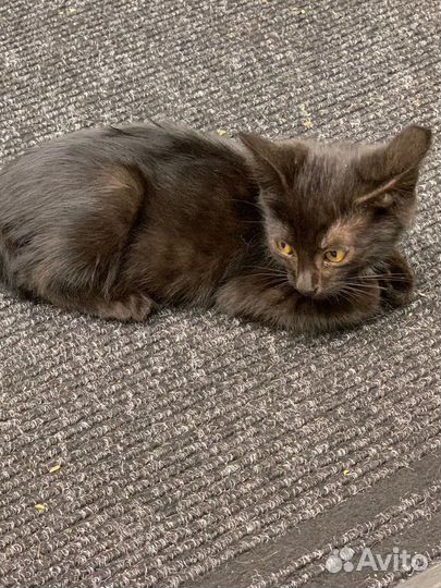 Котенок мальчик