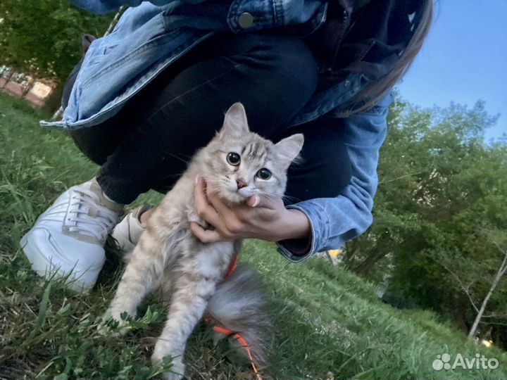 Кошки