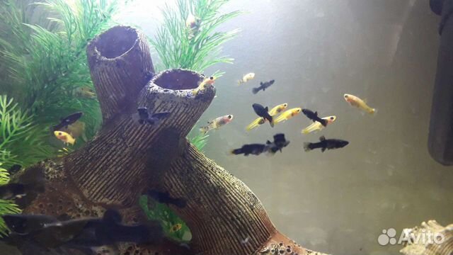 Моллинезия Сфенопс, мальки, подростки