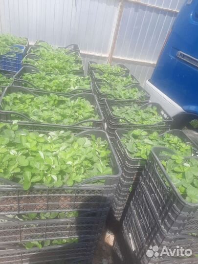 Клубника на весну, отправка по России