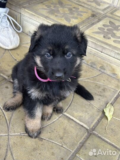 Красивые щенки