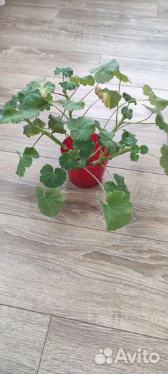 Продам черенки герани