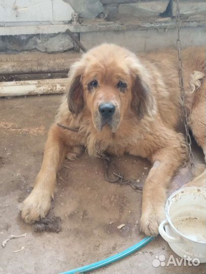 Отдам бесплатно