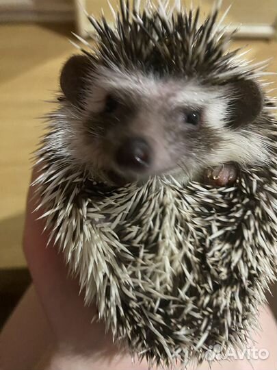 Африканский ежик