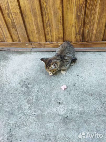 Отдам котенка в добрые руки