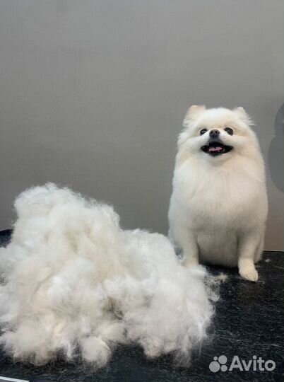 Груминг собак мелких пород бережный подход