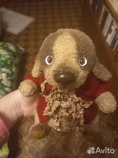 Собака тедди