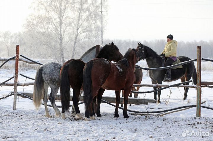 Постой для лошадей
