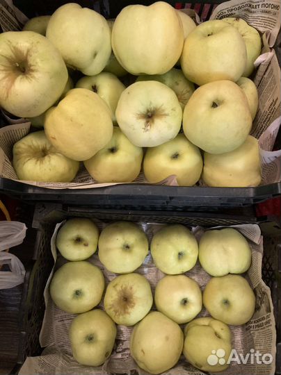 Яблоки Антоновка домашние