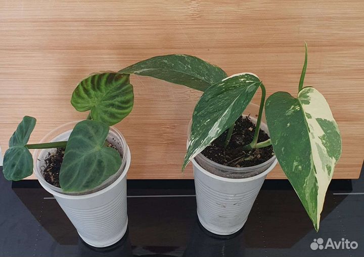 Эпипремнум, филодендрон