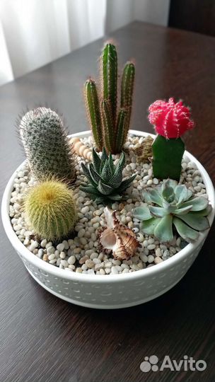 Флорариумы, цветы, подарки