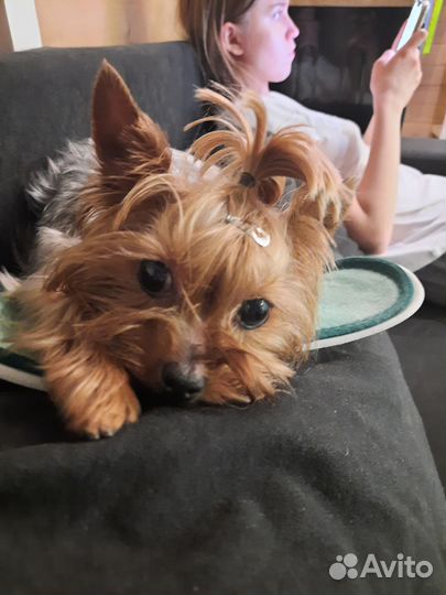 Передержка домашних животных