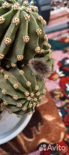 Кактус разные сорта