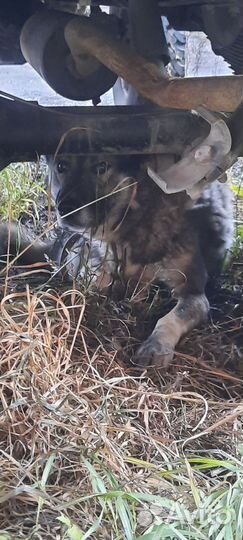 Отдам в добрые руки