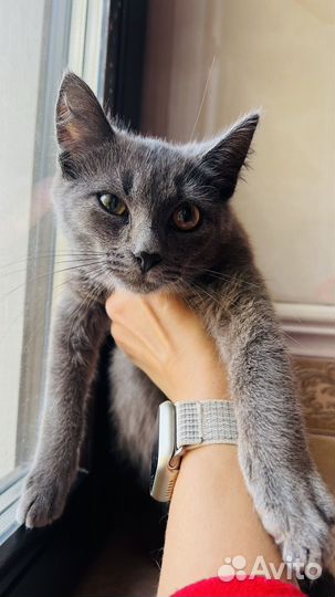 Котенок(котик)