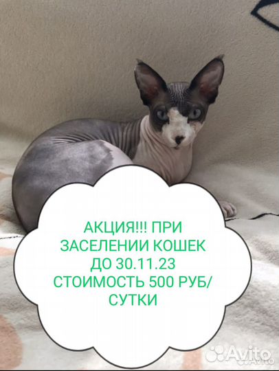 Зоогостиница. Передержка кошек и собак официально