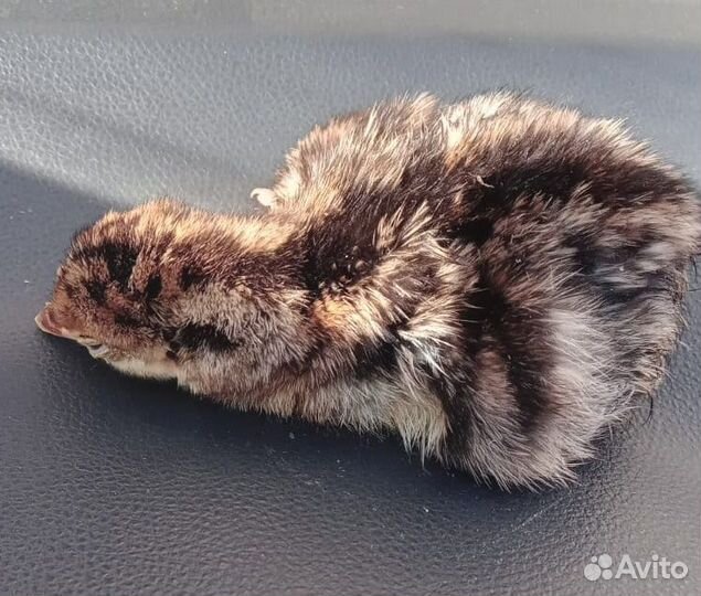 Гуси суточные. Гусята. Утки, индюшаткИ