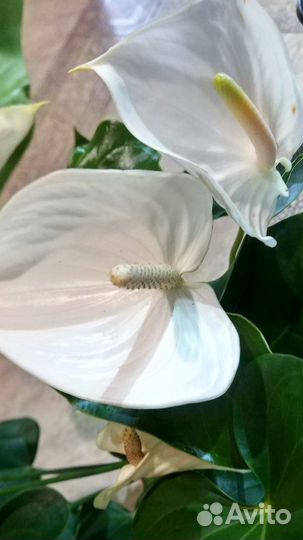 Домашние цветы/разные