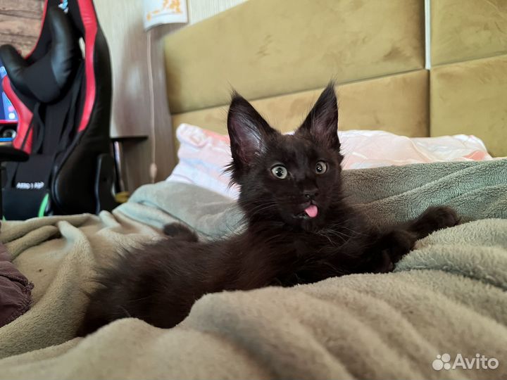 Котята Мейн кун девочка черный дым