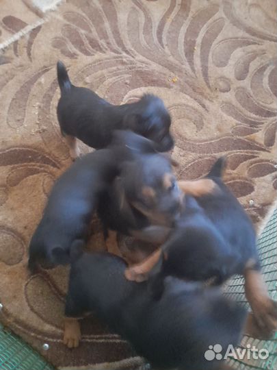 Щенки ягдтерьера