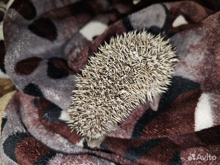 Африканские ежата. Ёжик. 06.09.23