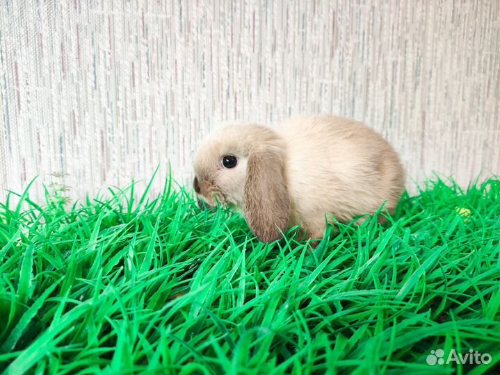 Мини карликовый кролик - рыжий - очень редкий