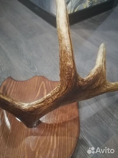 Рога лося на медальоне