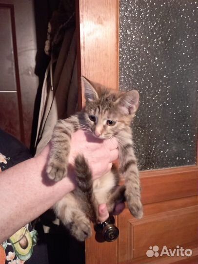 Кошка котенок