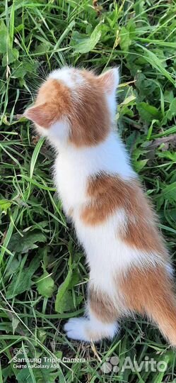 Котята