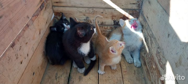 Катяты в добрые руки