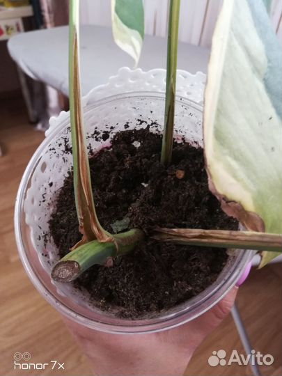 Монстера елоу splash