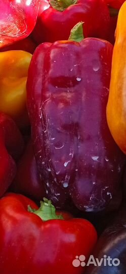 Помидоры и острый перец Чили