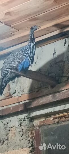 Цесарки грифовые