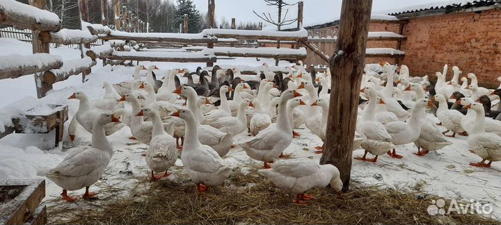 Гуси на мясо и на племя