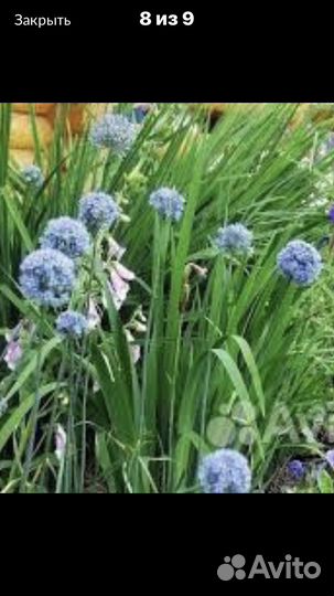 Многолетние Луки Анзур, бурун, шнит